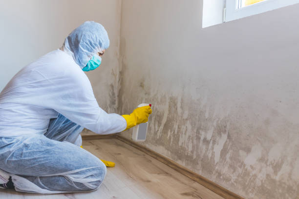 Licensed Black Mold Removal service in Finksburg, MD - WQB Mold Removal