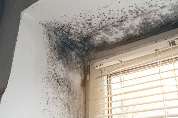 Affordable Black Mold Removal solutions in Finksburg, MD